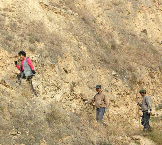 雖沒(méi)有十里桃林，漫山遍野的灼灼芳華。但我們有萬(wàn)畝國(guó)家級(jí)標(biāo)準(zhǔn)化油橄欖種植示范基地，漫山遍野，香氣撲鼻。畝是中國(guó)市制土地面積單位，一畝等于六十平..